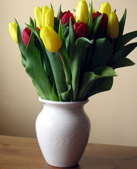 蘭陵美酒郁金香，擺在客廳會致禿頂！